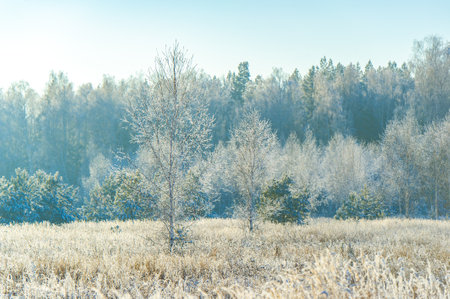 Discover the magic of snow-covered fields. May the bright blue sky accompany you on your adventures. Immerse yourself in an enchanting winter wonderland.の写真素材