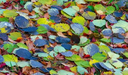 Autumn photography, leaves in the fall, At this time of the year the trees seem to come to life, breaking from orange, red and copperの写真素材