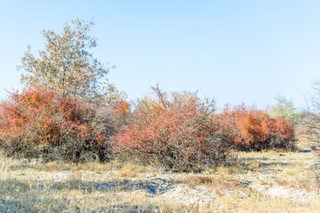 Autumn, Steppe. Prairies. Barberry When the steppe puts on its autumn cover, fiery red barberry bushes light up the landscape with their enchanting presence. Autumn magic Nature's Canvasの写真素材