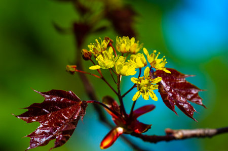 Acer Rubrum, Typically found in wet areas such as swamps, stream banks and floodplains. Produces vibrant red foliage in fall. The sap can be used to make maple syrup.の写真素材