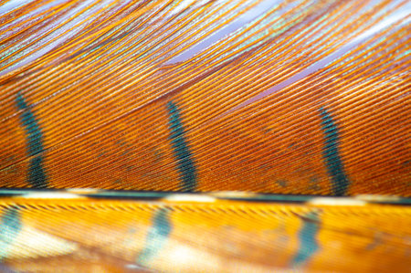 Add a touch of natural splendor to your home decor with this stunning pheasant feather. Celebrate the enchanting colors of fall with its warm, earthy tones. Decorate any setting with elegant textureの写真素材