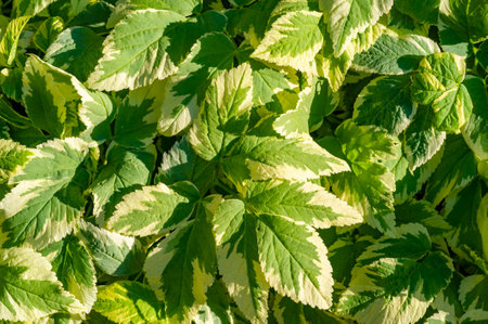 Variegated Aegopodium podagraria, also known as Bishop's Weed or Goutweed. Has green and white variegated leaves. Grows well in shade or partial shade. Can be invasive if not properly controlled.の写真素材