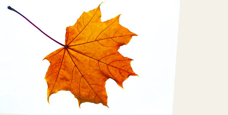 Stunning close-up shots of autumn maple leaves. Vibrant colors and textures of fall foliage. Ideal for nature photography lovers. Explore the intricate details of nature's beauty.の写真素材