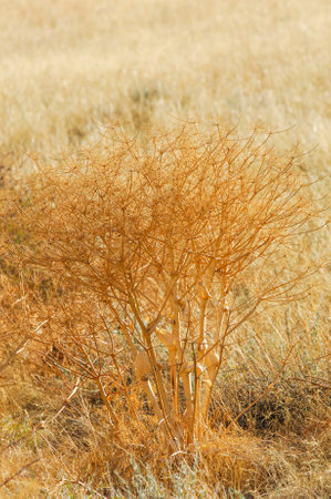 steppe Hogweed, used as a spice in Central Asian cuisine. It has a strong aroma and taste. Known for its medicinal properties. Can be used in teas, soups, stews and salads.の写真素材