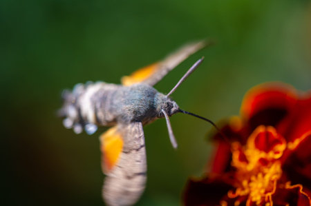 A bright flower and a bright hawk moth create a charming image. Nature is shown in all its glory in this stunning photo. This photograph captures the delicate balance of nature's colors.の写真素材