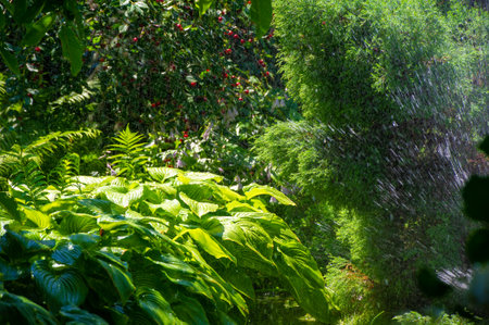 Experience the tranquility of nature's beauty in summer Relish the refreshing sensation of raindrops on lush green leavesの写真素材