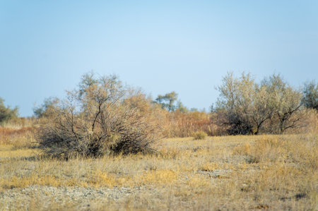 Autumn, Steppe. Prairies. Among the endless autumn steppe, this lonely tree reminds us of the need to be strong, even when the world seems unfamiliar and constantly changing. Find your rootsの写真素材