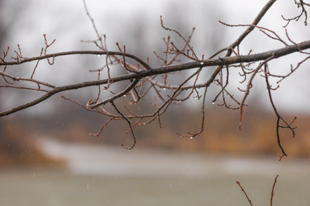 Witness the beauty of nature's transition from winter to spring. Experience the awakening of the river in spring. Inconspicuous trees without leaves begin to bloom again.の写真素材