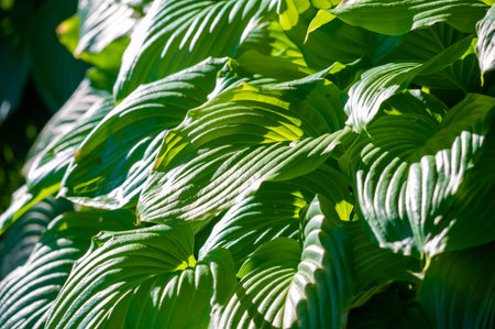Feel the beauty of nature through this vibrant green hosta leaf. Radiate life and freshness with...