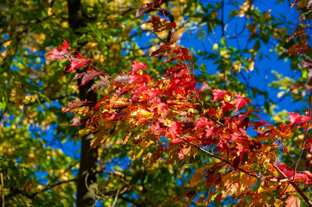 Vibrant shades of red, orange and yellow create a stunning fall landscape. Leaves glowing in the sun create a picturesque backdrop. Fall foliage creates a warm and cozy atmosphere.の写真素材