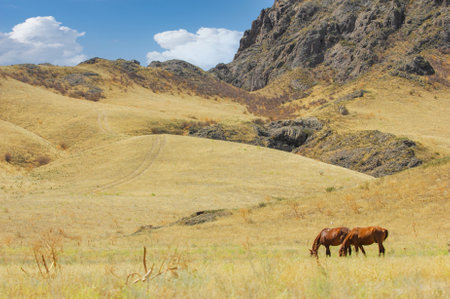 Beautiful scenery of horses grazing in the river delta. Steppe landscape with rocks in the background. A peaceful image of the coexistence of nature and wildlife.の写真素材