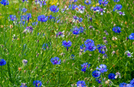Chicory Its seeds, roots and dried aerial parts are used to make medicines. Chicory leaves are often eaten in food; coffee blends include groundの写真素材
