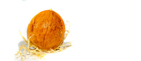 Walnut. Walnuts are the only liquid that tastes good hot or cold.