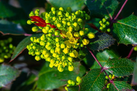 Native to western North America. Commonly known as Oregon grape or waterleaf barberry. Berberis aquifolium is used in traditional medicine for a variety of health purposes.の写真素材