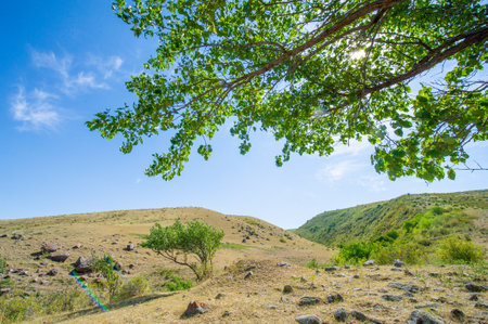 This mighty tree, defying all odds, has settled on a solid, barren rock! Nature has magic up its sleeves!の写真素材