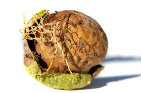 Walnut. For me, love is like walnuts. It should be taken regularly and in small amounts.