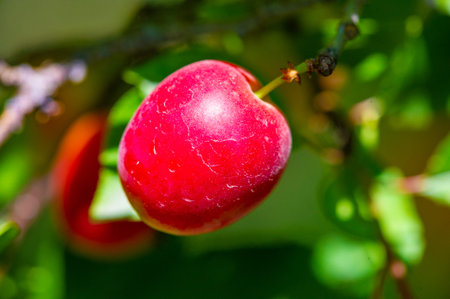 Prunus cerasifera is a species of plum known by the common names cherry plum. It is native to southeastern Europe and western Asia, and is naturalized in the British Islesの写真素材