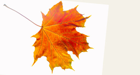 Beautiful close-up shots of bright autumn maple leaves. Brings out the intricate details and...