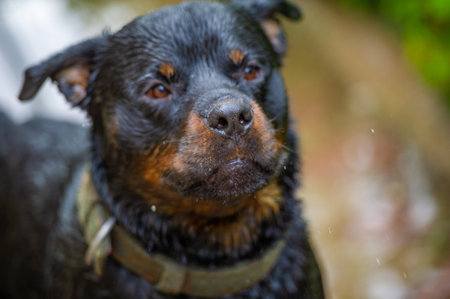 Loyal and reliable companion Symbol of canine friendship Known for their loyalty and devotion to their owners. A strong and protective breed. Ideal family petの写真素材