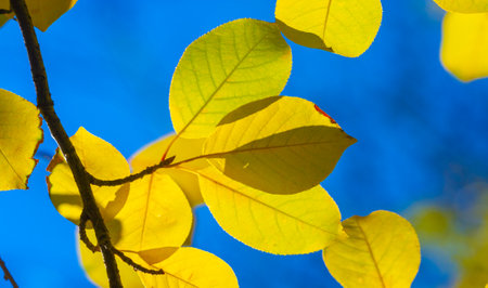 Autumn leaves of a walnut. Isn't this a real autumn day? It is the calm melancholy that I love that harmonizes life and nature.の写真素材