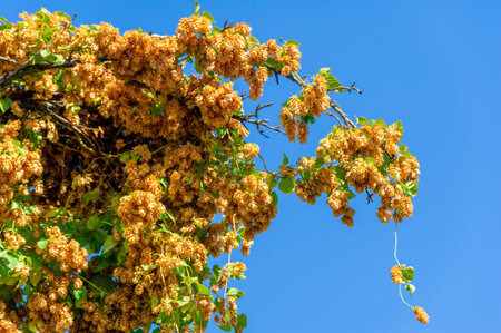 High quality hops ready to harvest Fresh and aromatic hops for brewing. Ideal for home and craft...