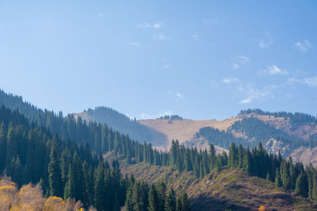 Experience the beauty of autumn in a majestic mountain forest. Immerse yourself in a mesmerizing canvas of color.の写真素材