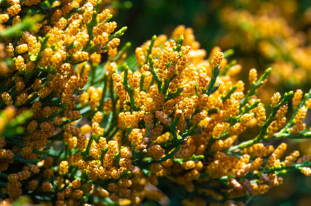 Junipers are hardy and drought-resistant plants. They are commonly used as ornamental shrubs in landscaping. Some species of juniper produce berries that are used in the production of gin.の写真素材