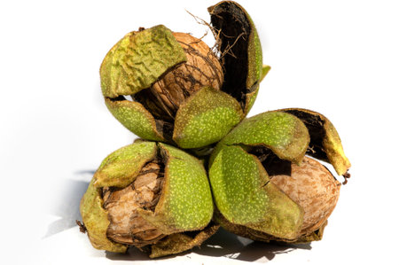 Walnut.