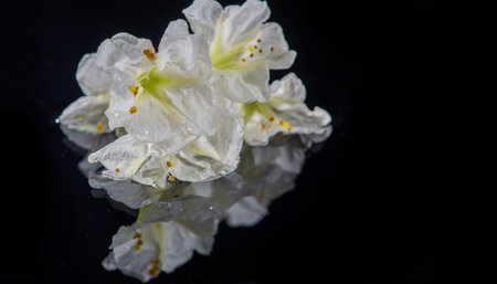 Stunning flowers on a sleek black background, perfect for adding a pop of color to any space. Great gift idea for flower lovers and garden lovers.の写真素材