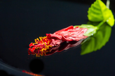 Beautiful red hibiscus flower bud with leaves. Symbolizes love. passion and tender beauty. An elegant addition to floral arrangements or decorations.の写真素材