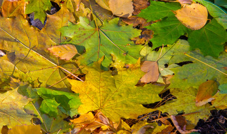 Autumn photography, leaves in the fall, At this time of the year the trees seem to come to life,...