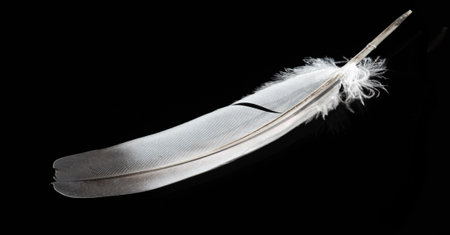 white feather on a black background, Stunning contrast between light and dark. Symbol of purity, peace and innocence. Unique design for a minimalist aesthetic.の写真素材