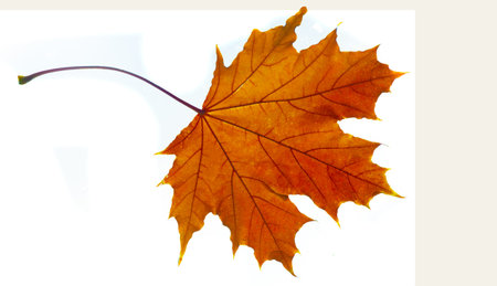 Beautiful close-up shots of bright autumn maple leaves. Brings out the intricate details and colors...