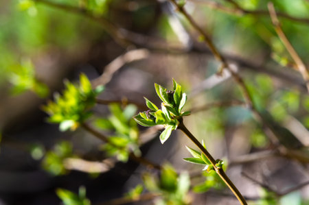 Feel the beauty of nature up close with our stunning lilac buds. Watch as these buds transform into...