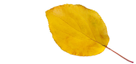 Autumn leaves on a white background.の写真素材