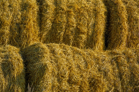 Efficient way to store hay during the winter months Ensures a steady supply of livestock during the colder months Harvest large quantities of hay to meet the needs of the animalsの写真素材