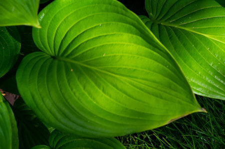 Hosta showcases the natural beauty and elegance of green hosta leaves. The plants sway gracefully in the gentle breeze, creating a tranquil atmosphere. Nature feeds the gardenの写真素材