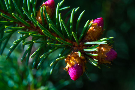 Beautiful close up images of pink pine cones. The art of nature captured in stunning detail. Perfect for celebrating the beauty of spring. A reminder to appreciate the wonders of nature.の写真素材