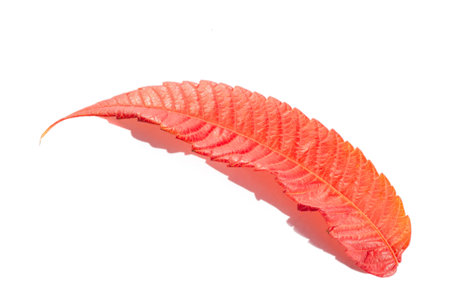 Autumn leaves on a white background.の写真素材