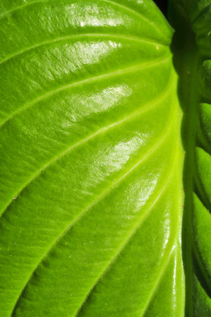 Texture background with tropical plants design. use as wallpaper or graphic design projects.の写真素材