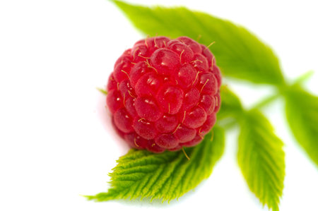 Raspberries are an excellent source of vitamin C, manganese and dietary fiber. They are also a very...