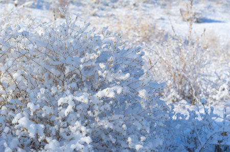 The mountains. Winter. No fuss, no deadlines, just absolute peace and relaxation. Deep snow-covered forests, rough trees and shrubs, white tops of snow-covered treesの写真素材
