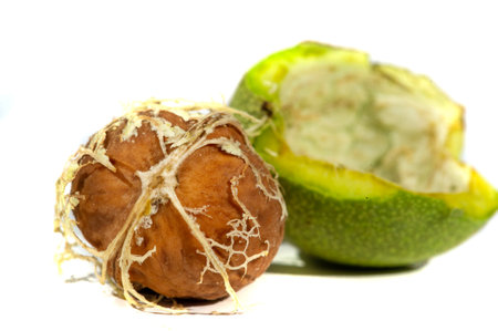 Walnut.の写真素材