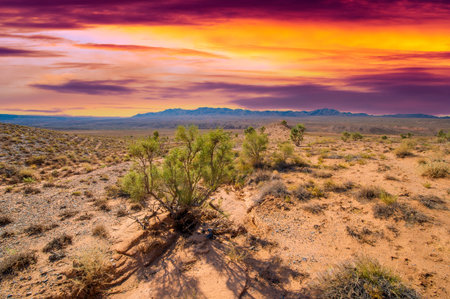 Enjoy the beauty of a desert sunset. Be mesmerized by the golden glow of the sun illuminating the jagged peaks. Witness a breathtaking and awe-inspiring spectacleの写真素材