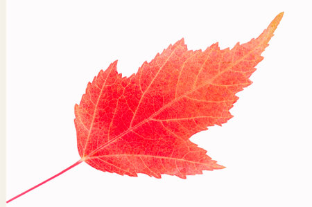 Autumn Leaf Maple Acer ginnala, Beautiful autumn colors of red, orange and yellow. Grows in a wide...