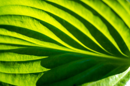 Enjoy the beauty of nature through the bright green leaves of the hosta. Artistic expression meets natural elegance Find inspiration in the radiance and freshness of these leaves. Nature at its bestの写真素材