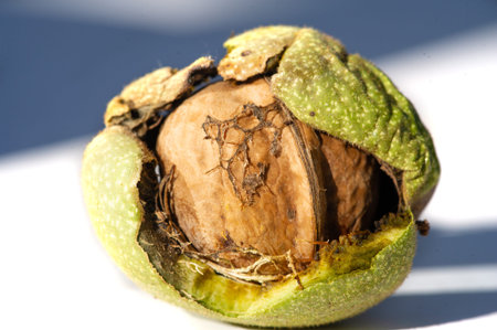 Walnut.