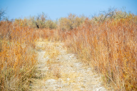Autumn, Steppe. Prairies. Calling all adventurers! This dirt road is the real-life version of finding a needle in a haystack. In the backwoodsの写真素材