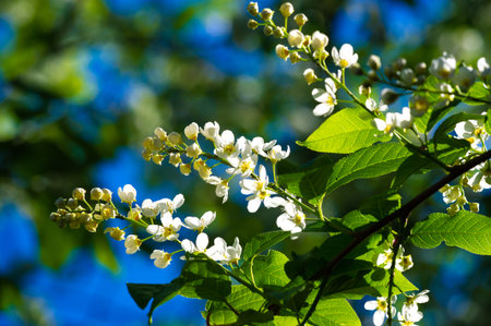 Perched on a branch, these enchanting white flowers whisper stories of serenity and grace. A moment of tranquility captured in the embrace of nature. Soft Floral Whispersの写真素材