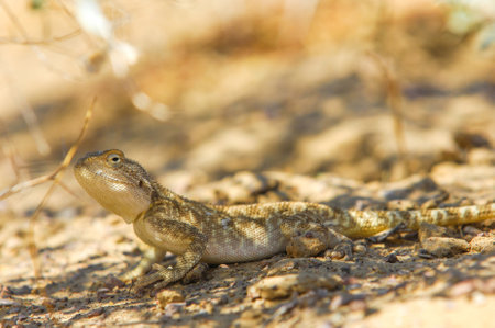 Explore the mysterious creature. Learn about the folklore and legends associated with the agama. Discover the unique characteristics and behavior of this lizard.の写真素材